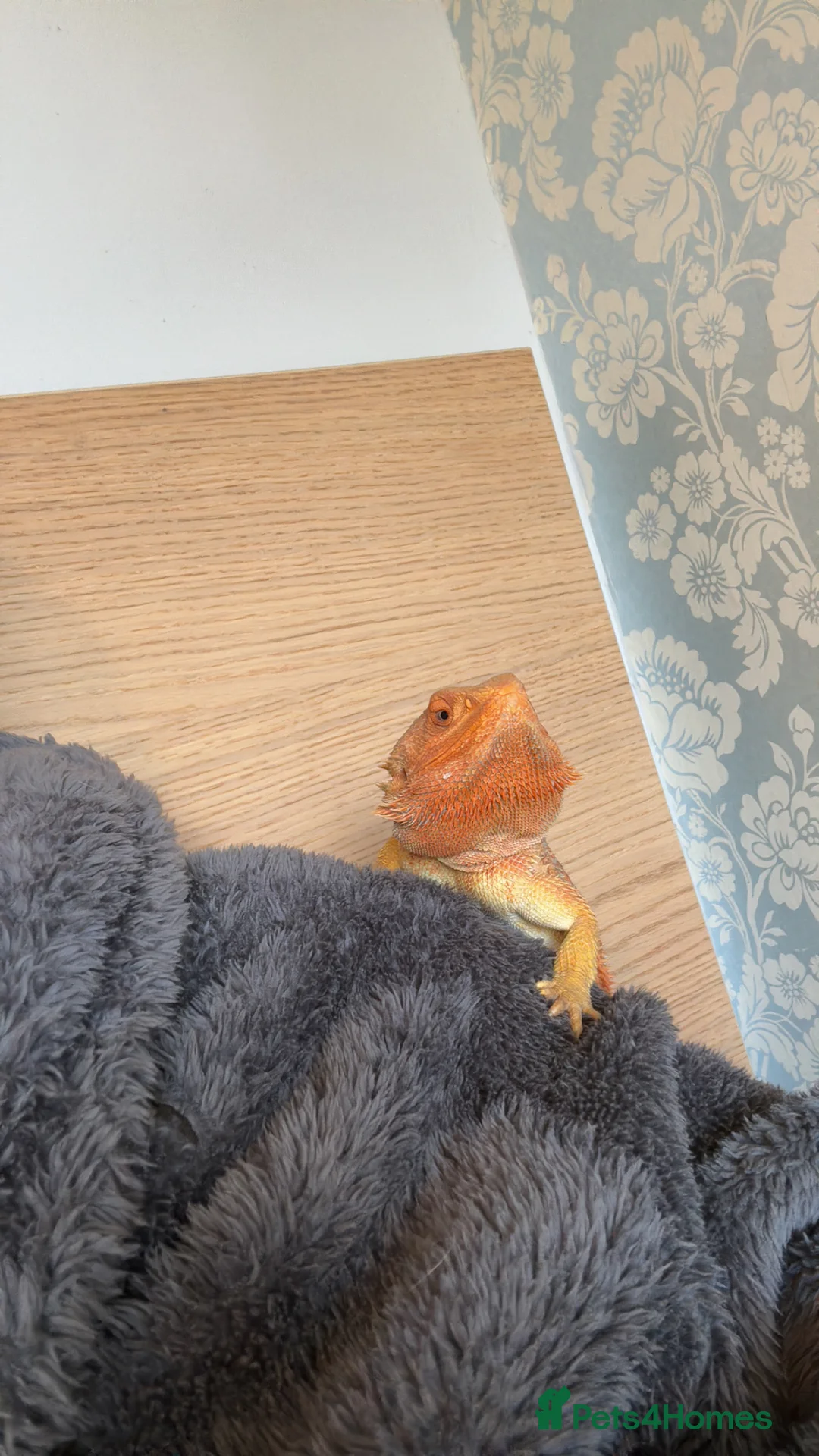 Bearded Dragon reptiles for sale: Red Bearded dragon with enclosure for sale. in Rickmansworth - Advert 5