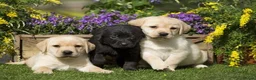 Labrador Retriever dogs for sale: Stunning Labrador puppies  - Advert 2