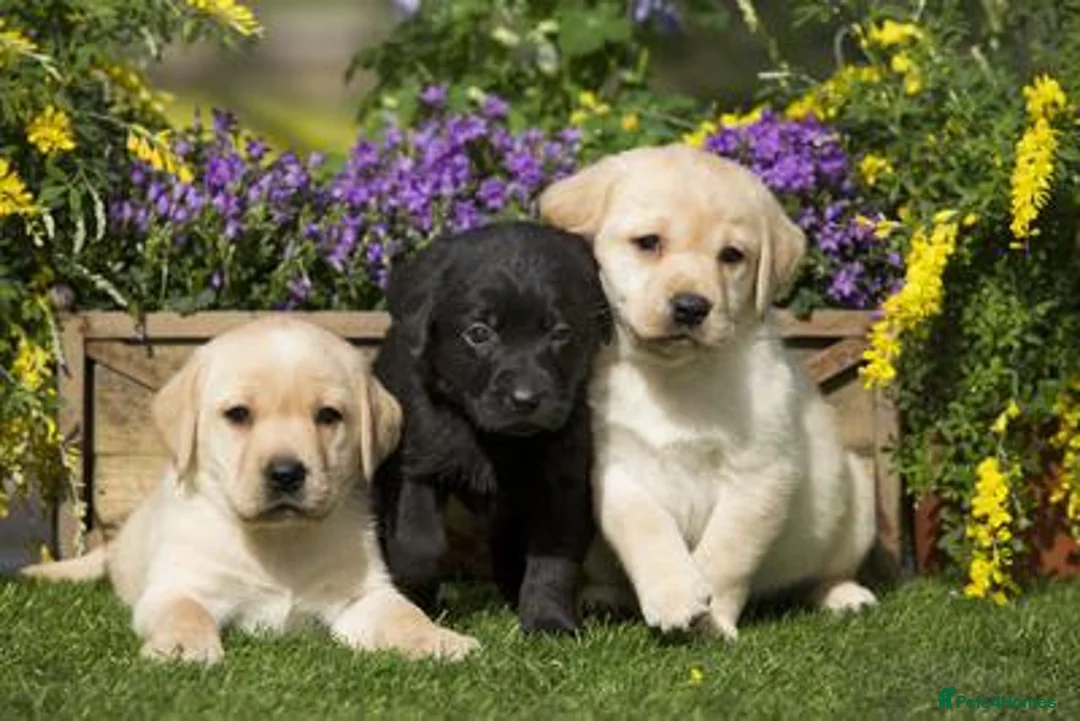 Labrador Retriever dogs for sale: Stunning Labrador puppies  - Advert 2