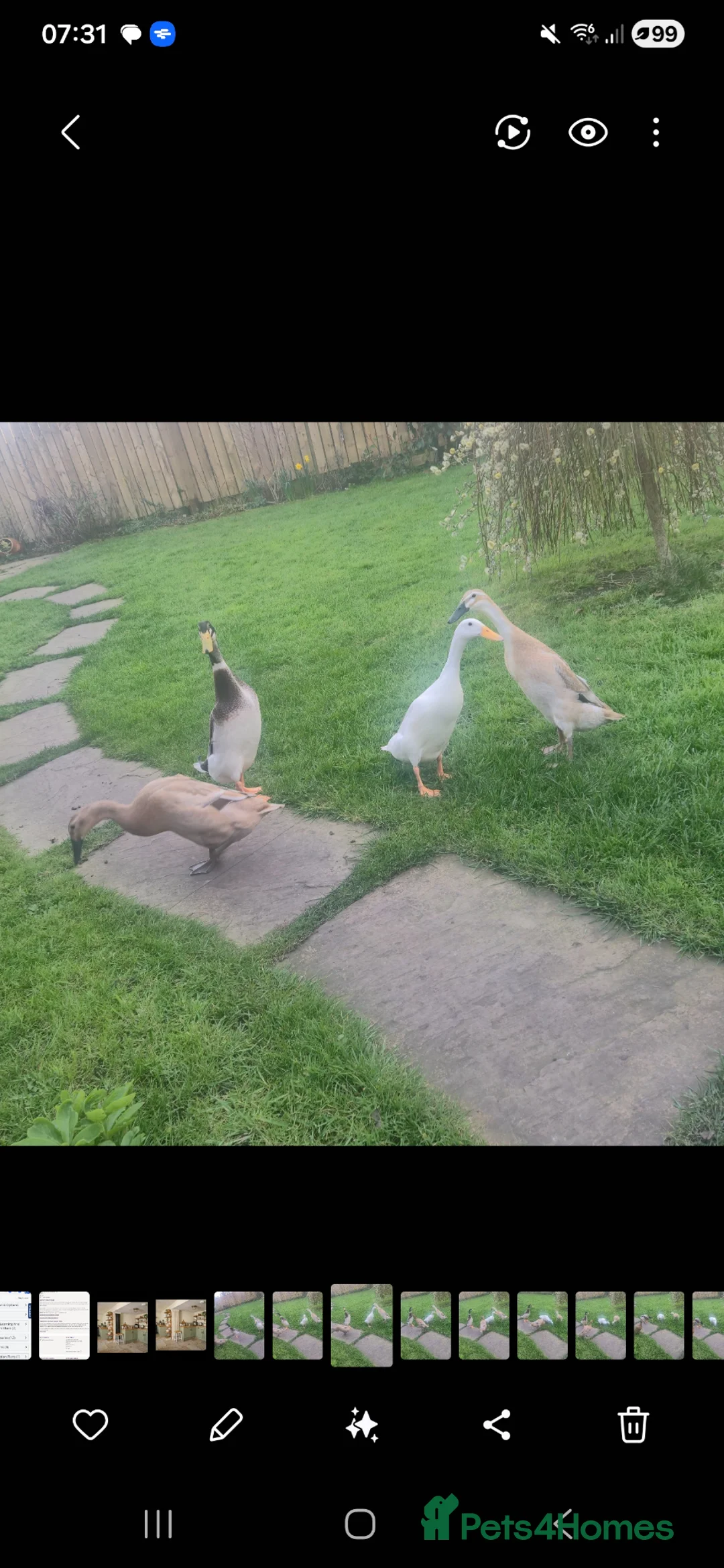 Ducks poultry for sale: 6 x Runner Duck Hatching Eggs in York - Advert 2
