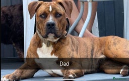 Mixed Breed dogs for sale: Mastibull puppies for sale  - Image 13