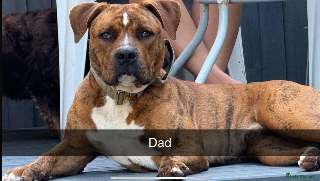 Mixed Breed dogs for sale: Mastibull puppies for sale  - Image 13