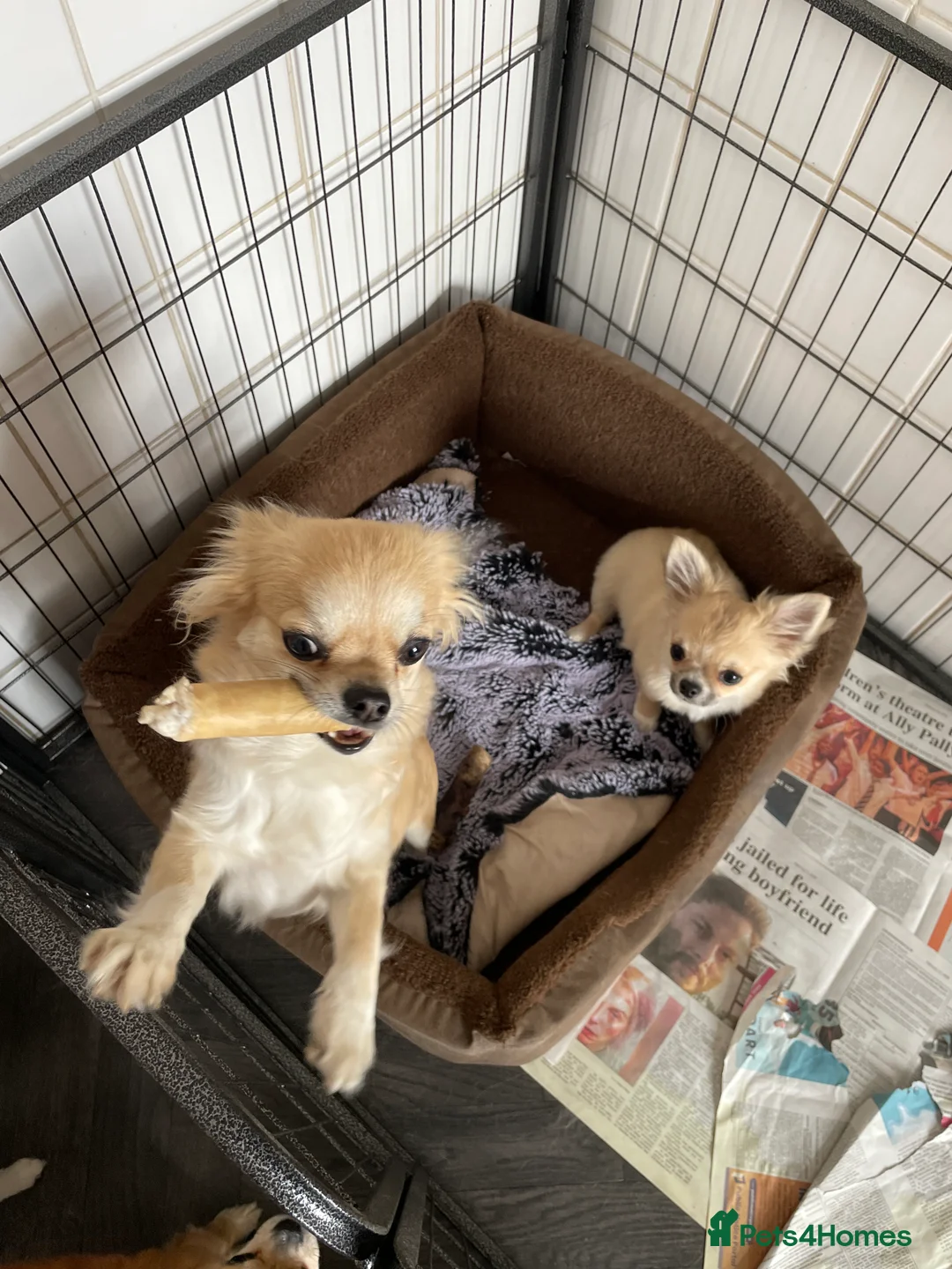 Chihuahua dogs for sale: Chihuahua long coat  - Advert 2