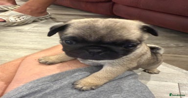 Pug dogs - Advert 15