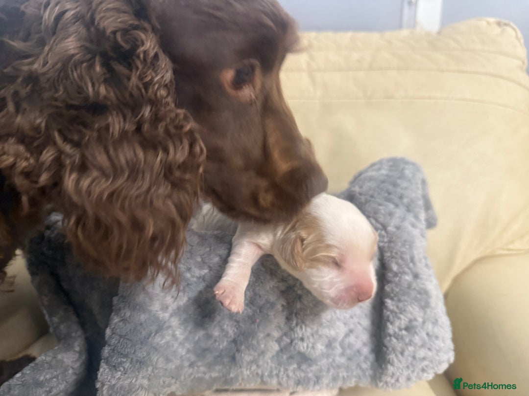 Cocker Spaniel dogs for sale: Last pup Working Cocker Spaniel Puppies! 🐶 in Chatteris - Image 25