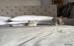 Scottish Fold cats for sale: 5 kittens Ready to find their forever homes  - Image 3