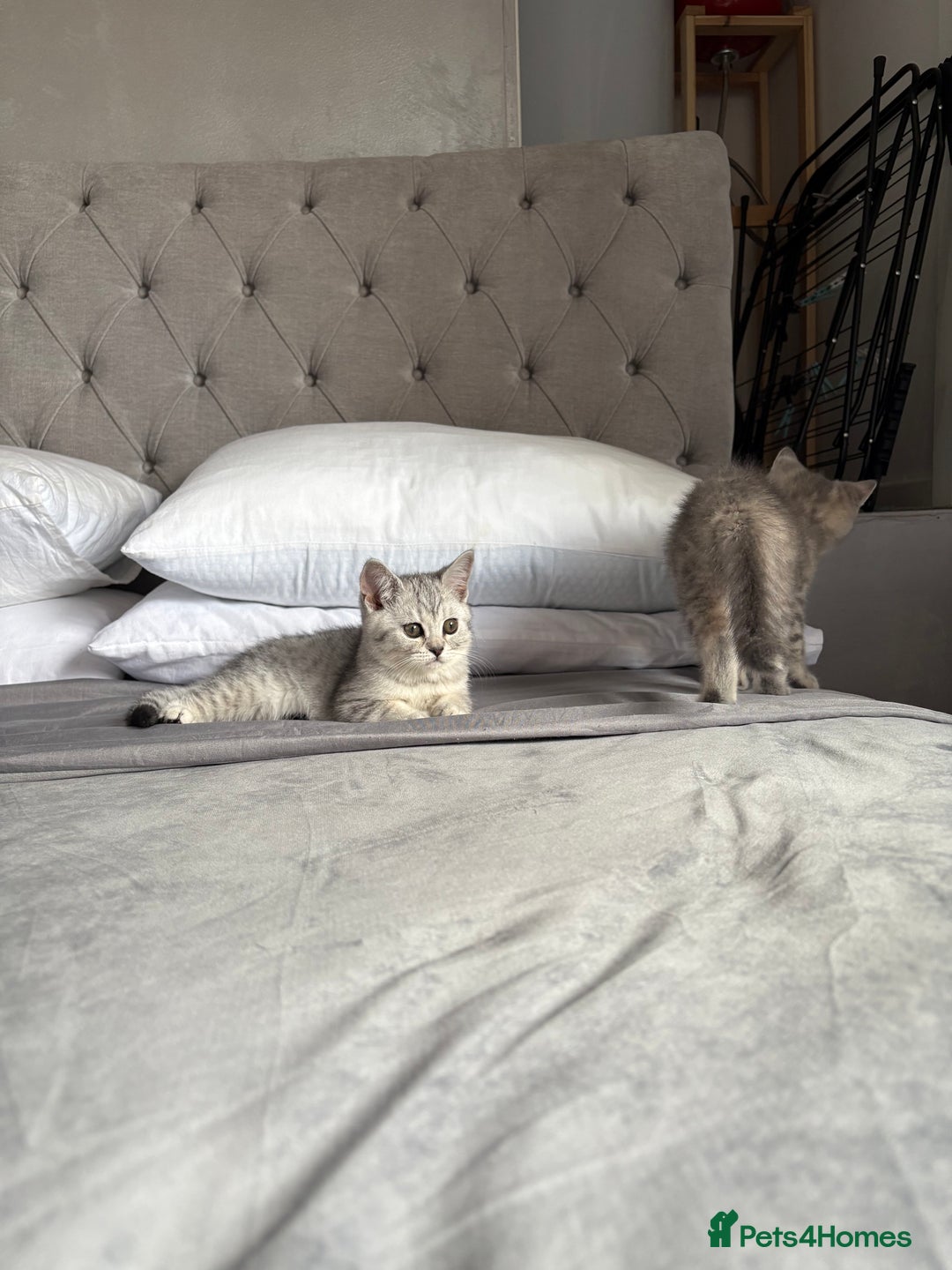 Scottish Fold cats for sale: 5 kittens Ready to find their forever homes  - Image 3