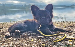 French Bulldog dogs for sale: Fluffy French Bulldog Puppies  - Image 15