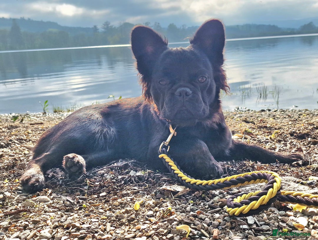 French Bulldog dogs for sale: Fluffy French Bulldog Puppies  - Image 15