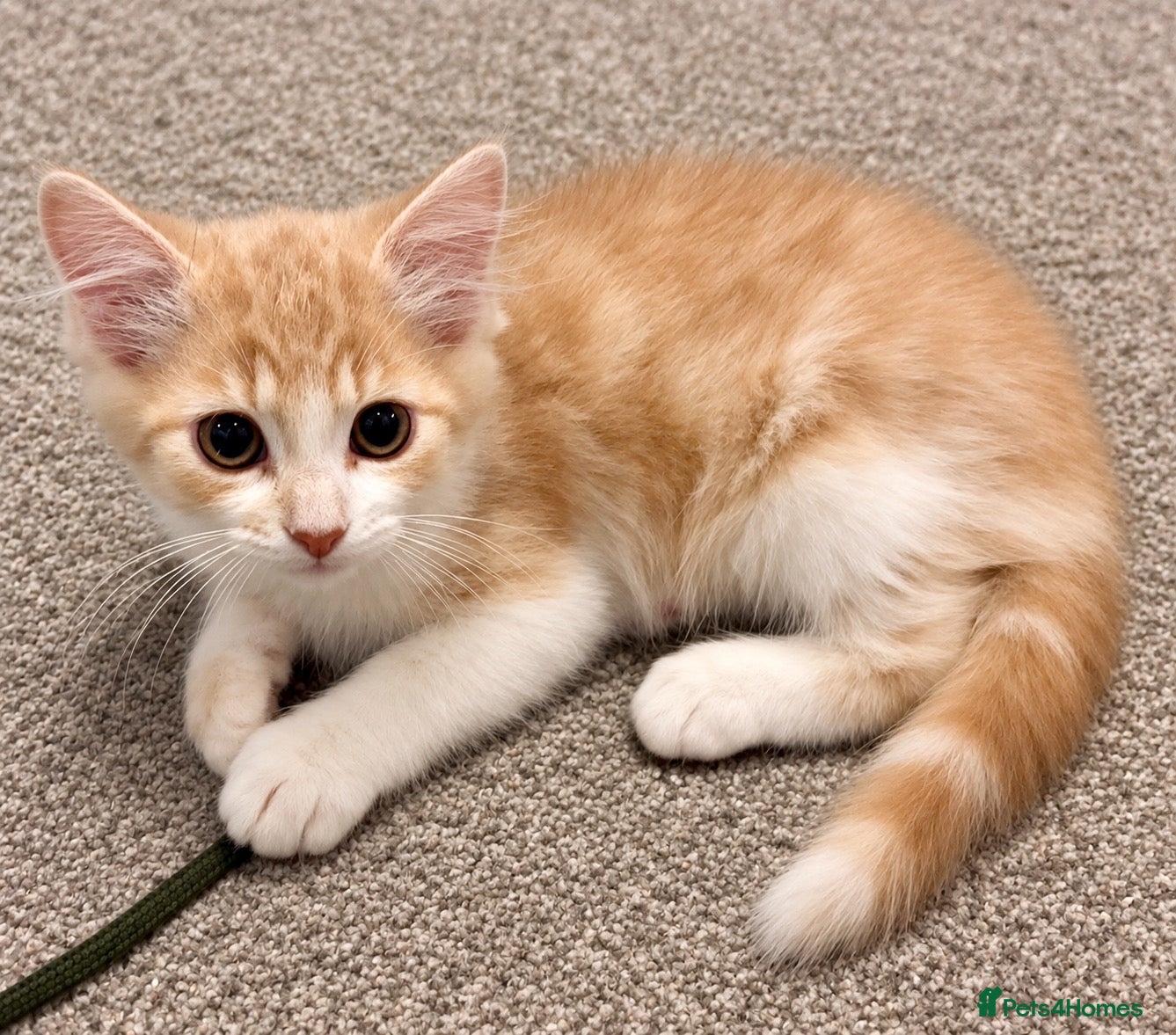Ragdoll cats Ragdoll cross Norwegian Forest Ginger Male Kitten - Advert 1