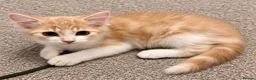 Ragdoll cats for sale: Ragdoll cross Norwegian Forest Ginger Male Kitten - Advert 1