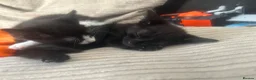 Mixed Breed cats for sale: 6 Beautiful kittens  - Advert 7