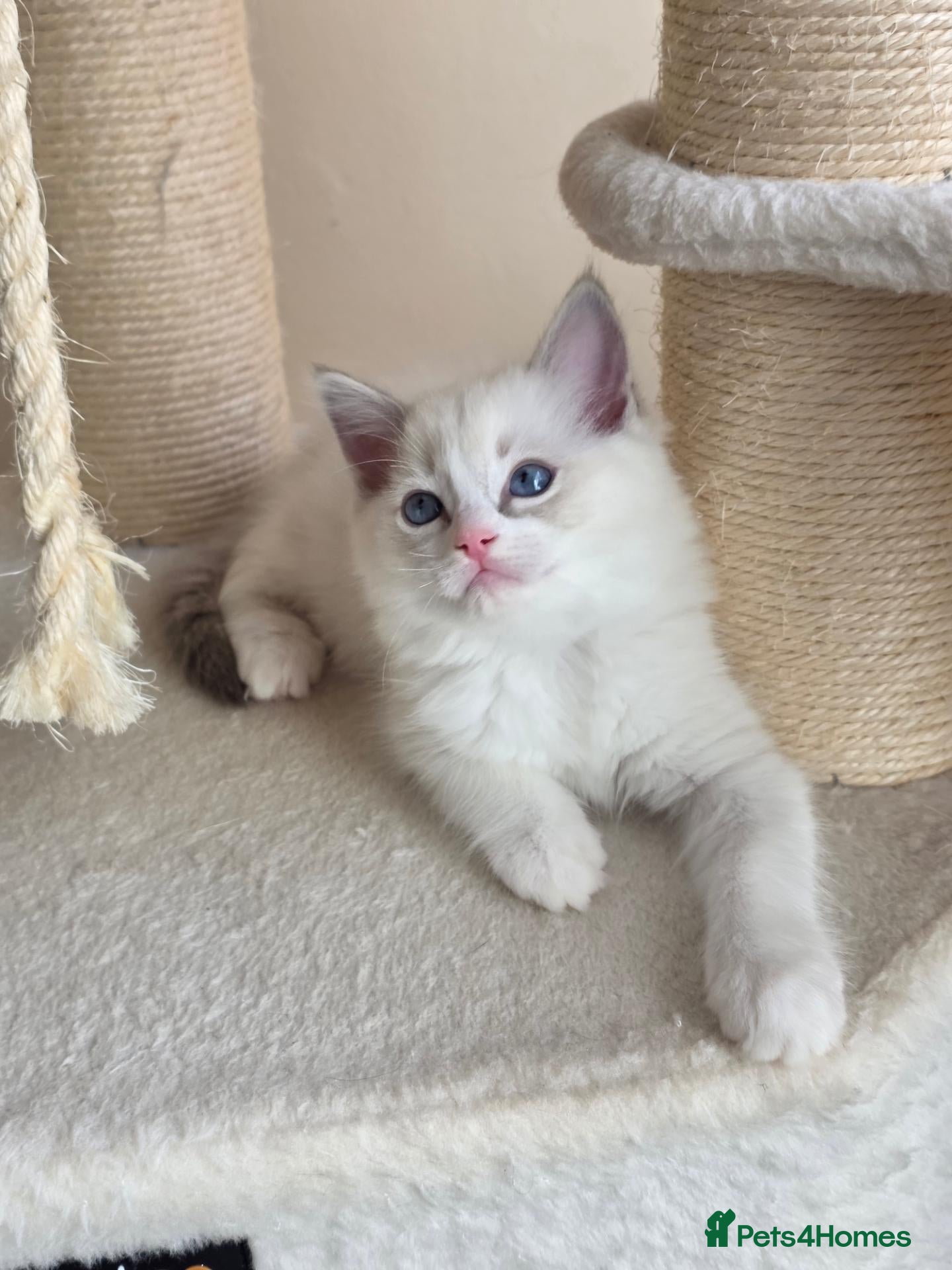 Ragdoll cats GCCF Gorgeous Ragdoll kittens  - Advert 3