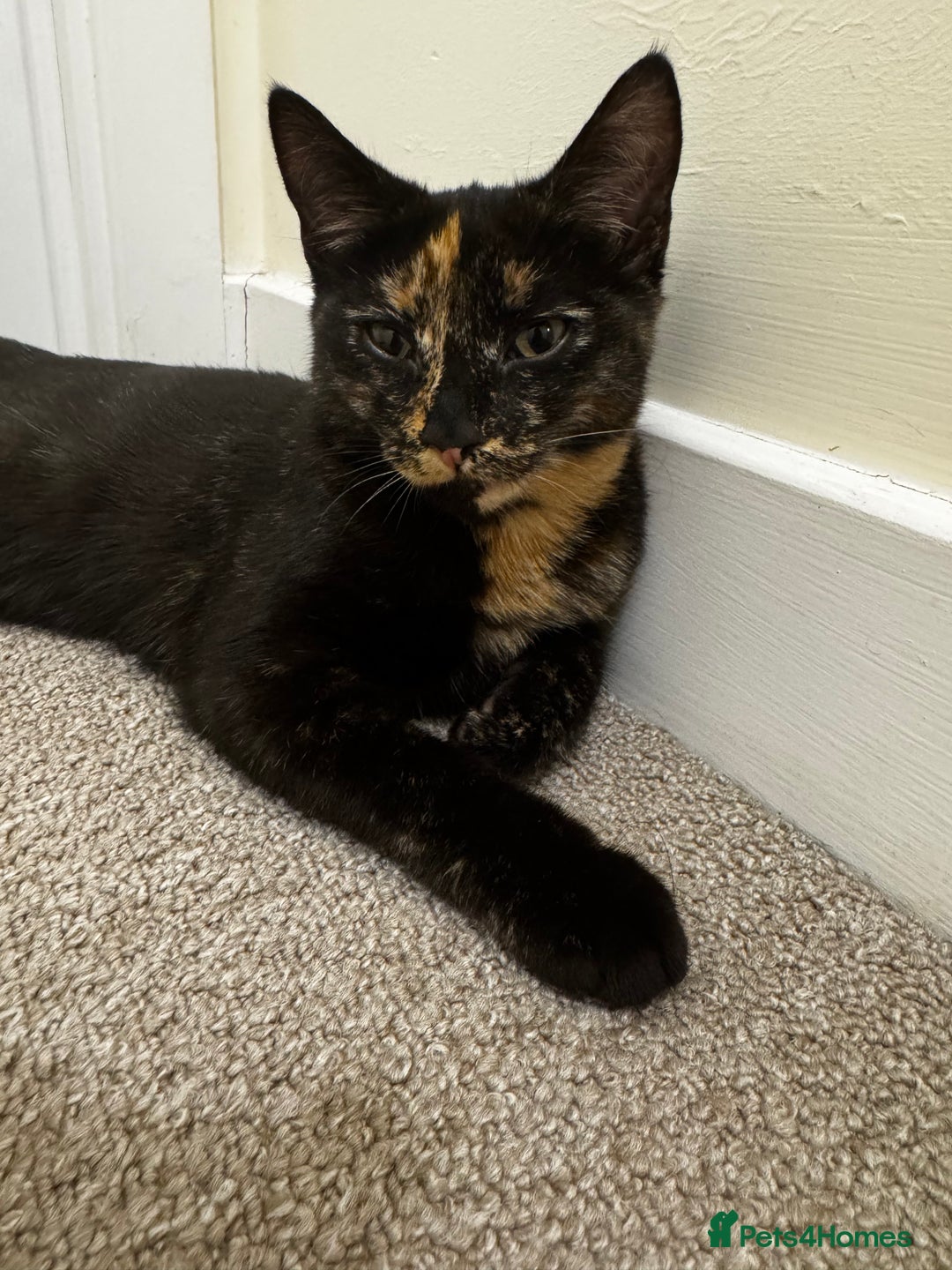 British Shorthair cats for sale: Bonded tortie kittens looking for forever home - Advert 6