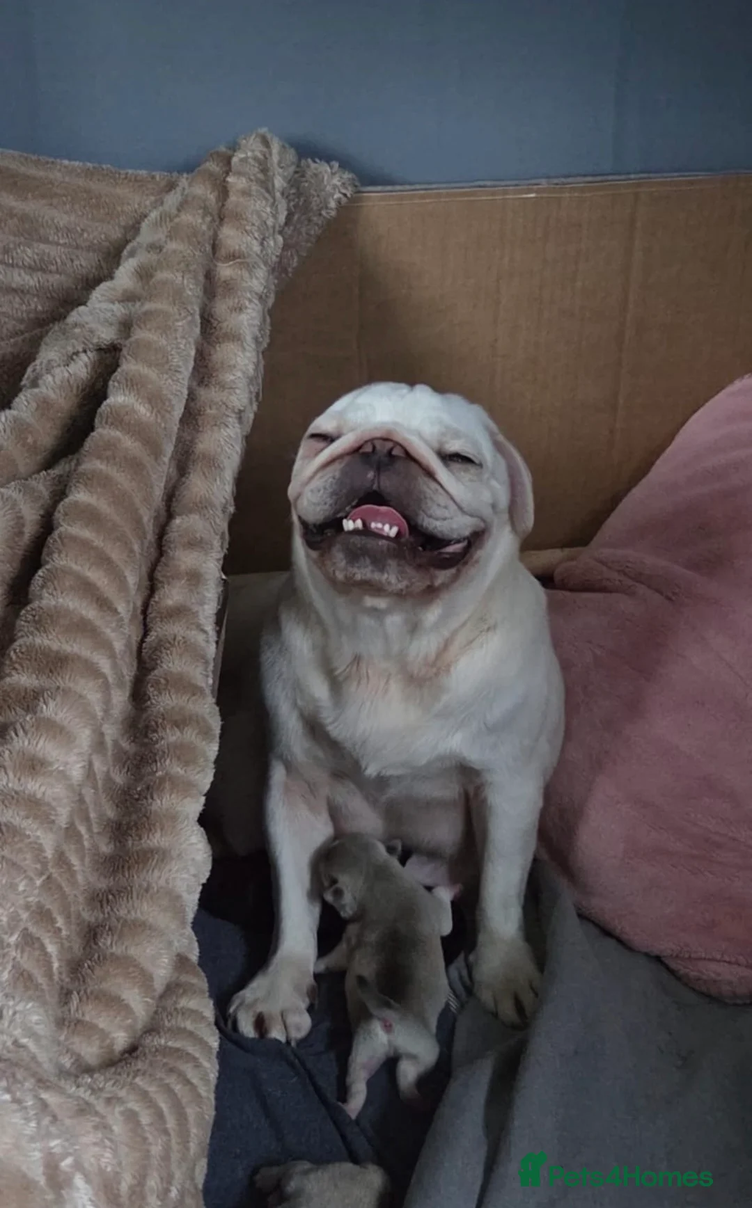 Pug dogs for sale: Last pug boy available  - Advert 2