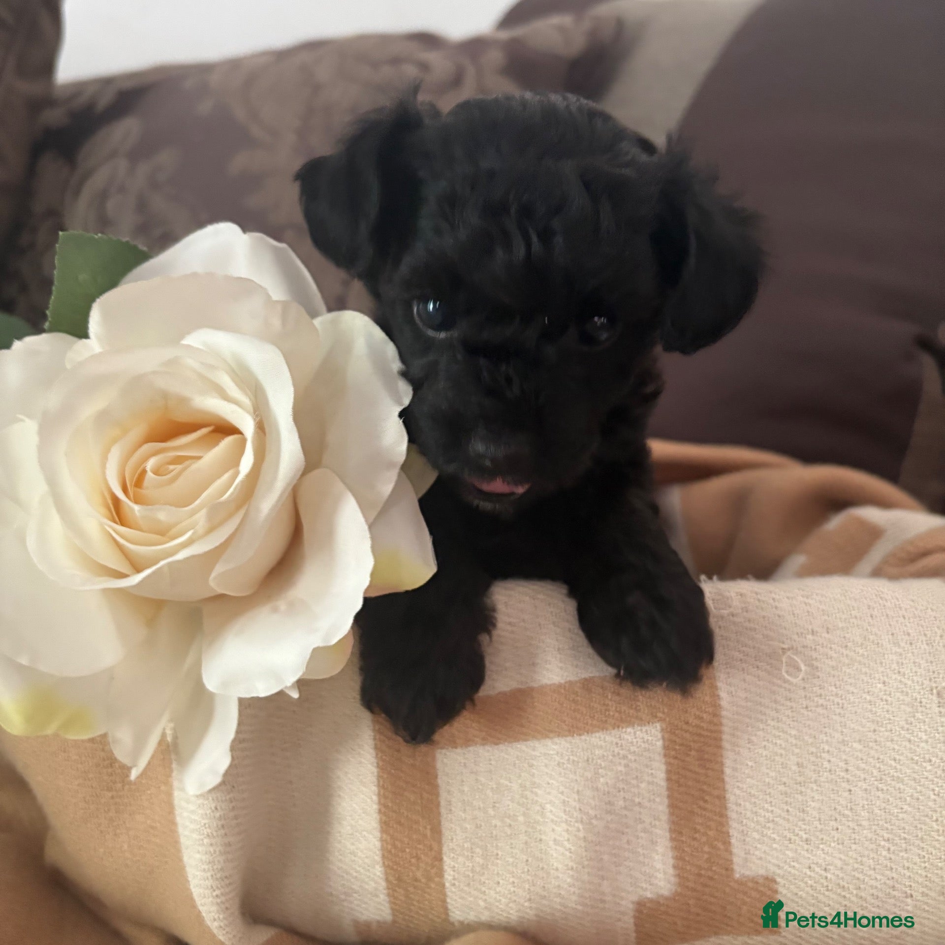 Chipoo dogs Tiny beautiful brave chipoos  - Advert 1