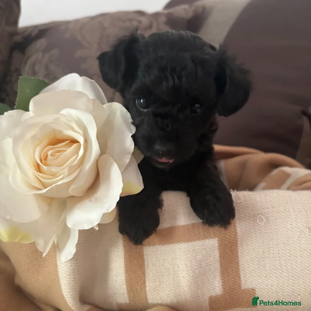 Chipoo dogs for sale: Tiny beautiful brave chipoos  - Advert 1
