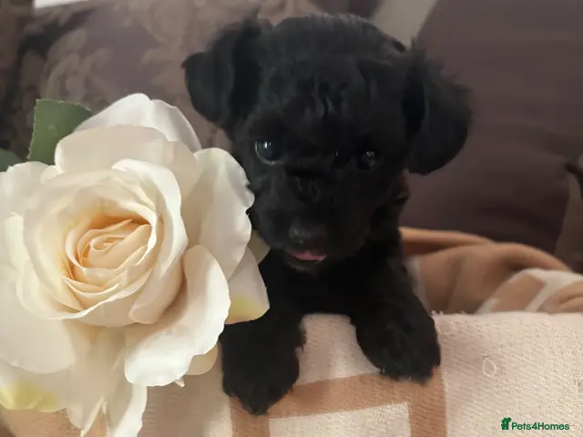 Chipoo dogs for sale: Tiny beautiful brave chipoos - Advert 1