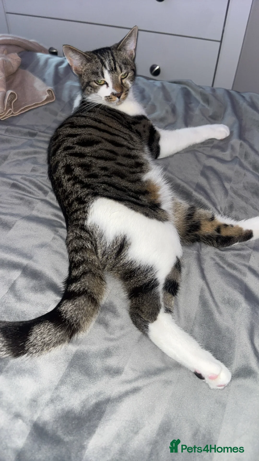 Mixed Breed cats for sale: Beautiful 8 month old kitten  - Advert 1