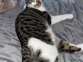 Mixed Breed cats Beautiful 8 month old kitten - Advert 1