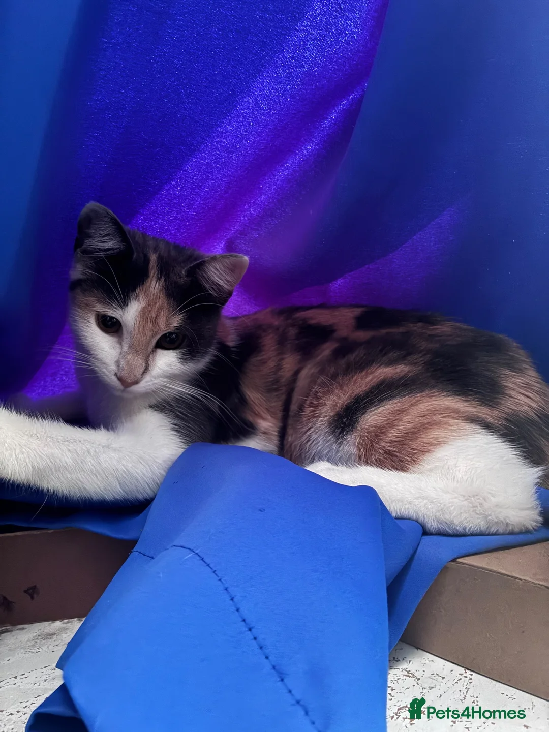 Domestic Shorthair cats for sale: Cat for sale super sweet - Advert 2