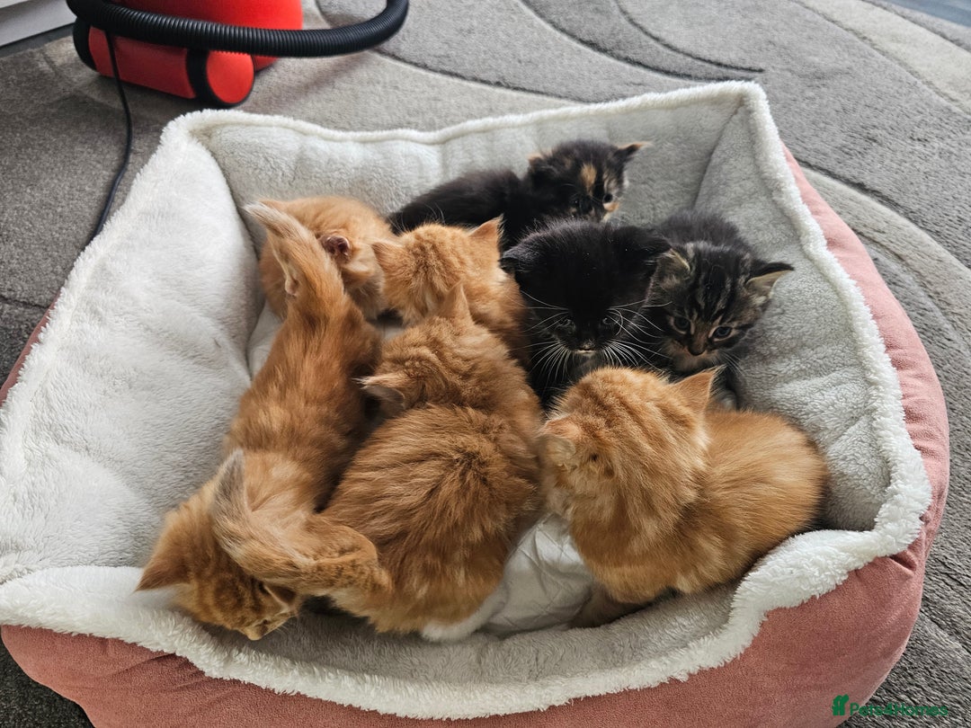 Maine Coon cats for sale: Maine Coone  - Image 21