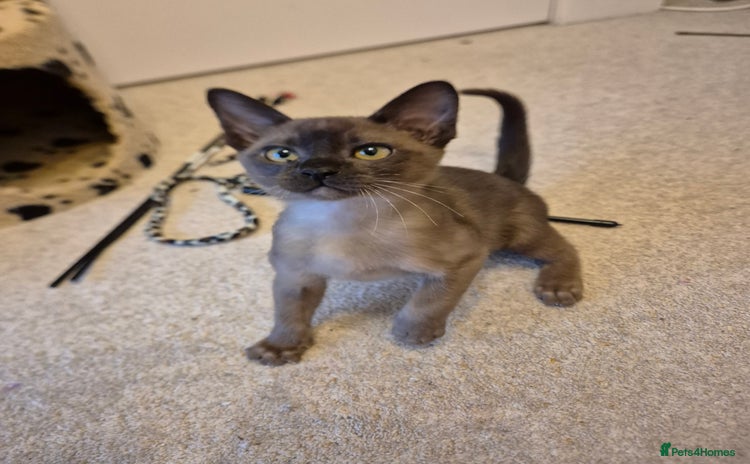 Burmese cats Gorgeous Pedigree Burmese Kittens - Advert 1