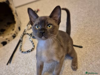 Burmese cats Gorgeous Pedigree Burmese Kittens - Advert 1