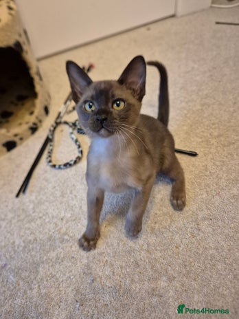 Burmese cats Gorgeous Pedigree Burmese Kittens - Advert 1