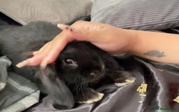 Mini Lop rabbits for sale: Fudge - Image 3