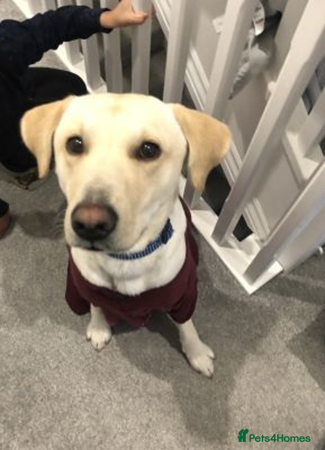 Labrador Retriever dogs for sale: Lovely Labrador retriever - Image 2