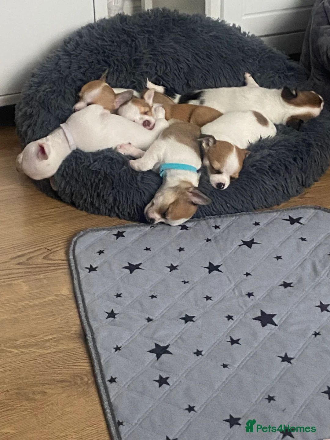 Jack Chi dogs for sale: 🚨‼️Only 1 remaining‼️🚨 - Advert 2