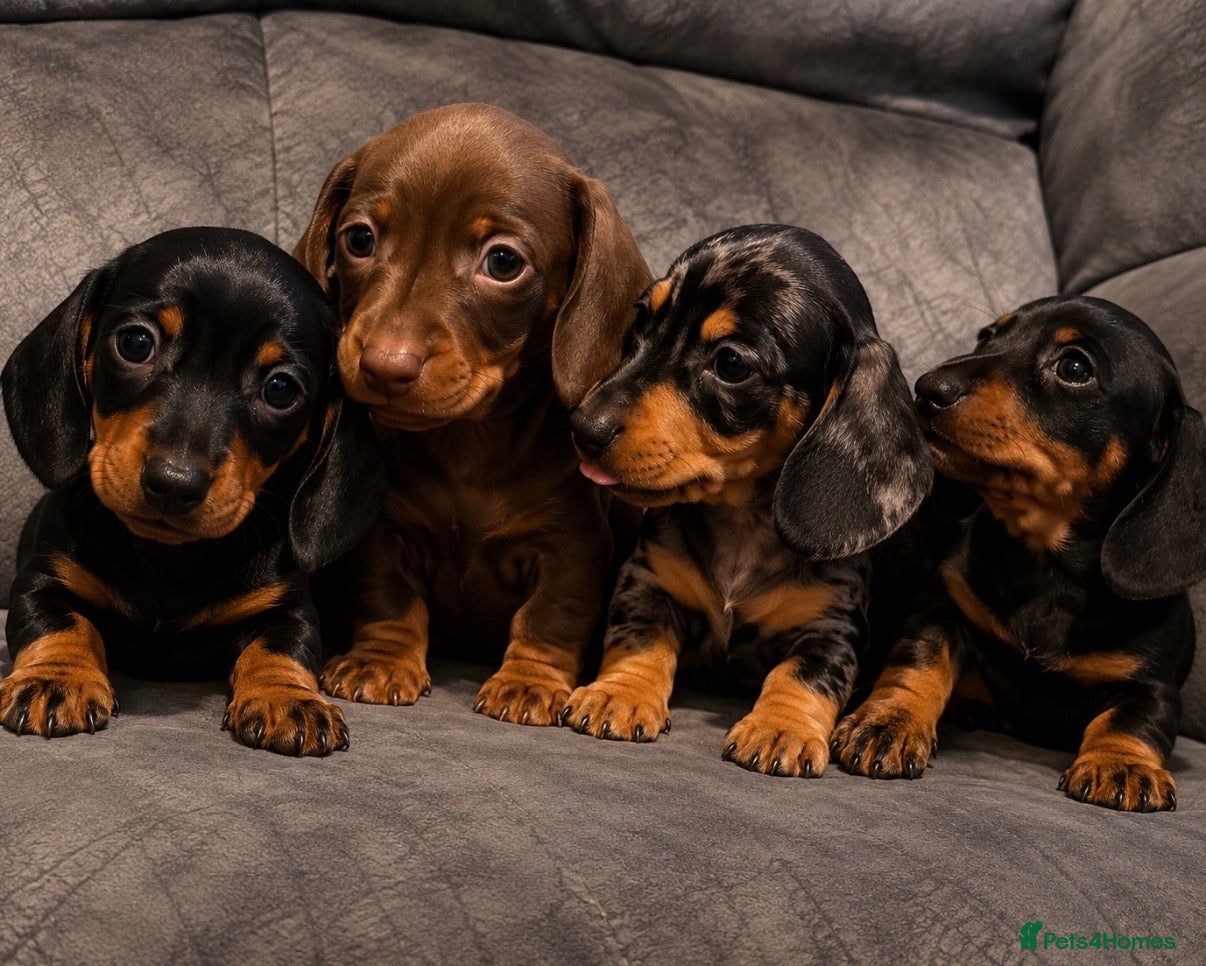 Miniature Dachshund dogs 4 KC Miniature Dachshunds - Advert 18