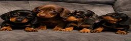 Miniature Dachshund dogs for sale: ⭐️1 KC Miniature Dachshund available (Male) - Advert 2
