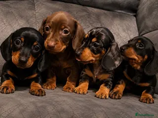 Miniature Dachshund dogs 4 KC Miniature Dachshunds - Advert 18