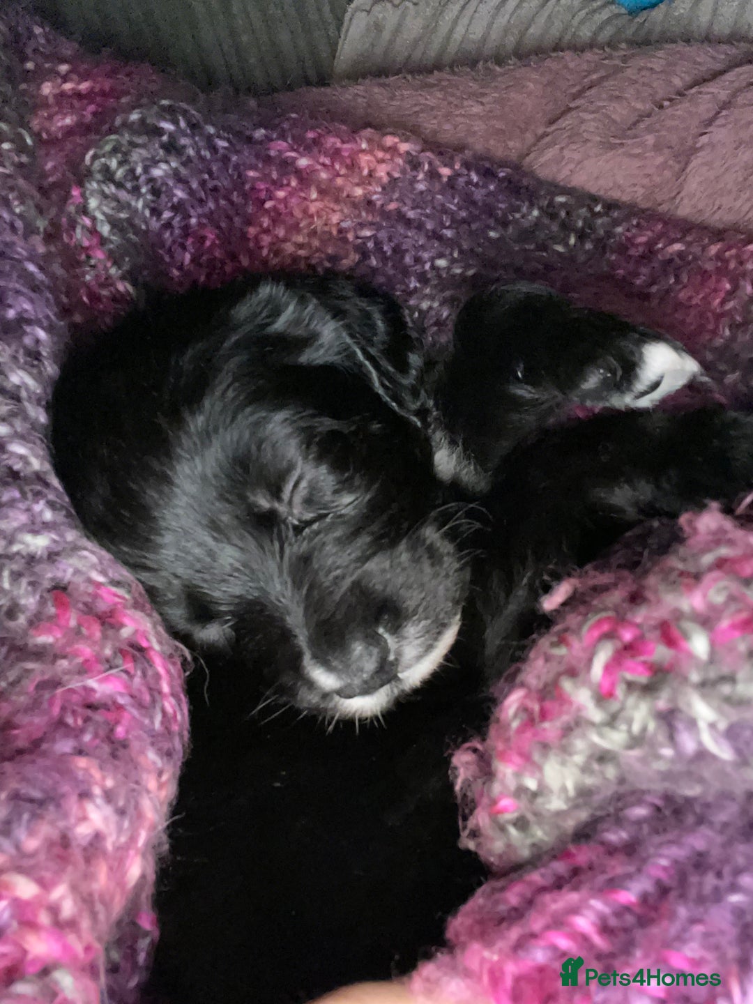 Mixed Breed dogs for sale: Sprollie Puppies  - Image 15