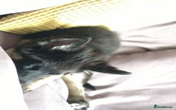 Mixed Breed dogs for sale: Mixed 3mnth old puppy - Image 4