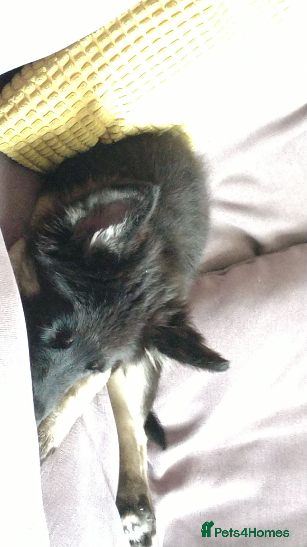Mixed Breed dogs for sale: Mixed 3mnth old puppy - Image 4