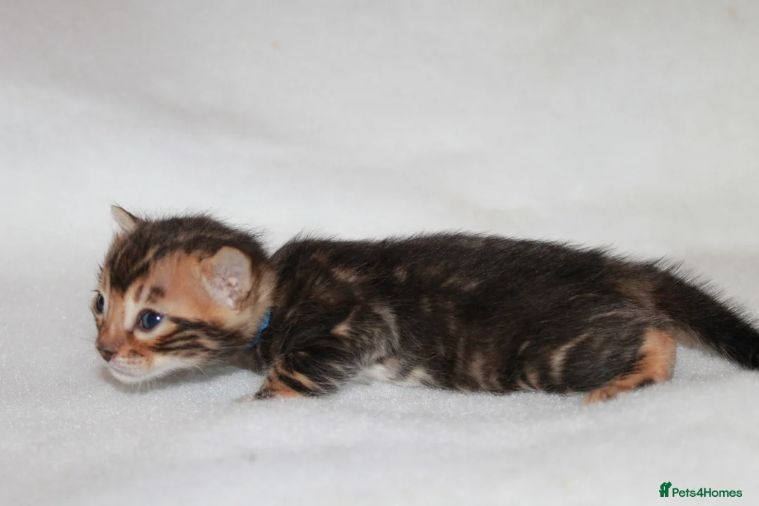 Bengal cats for sale: TICA BENGAL KITTENS FOR SALE - READY 23/04/26 - Advert 11