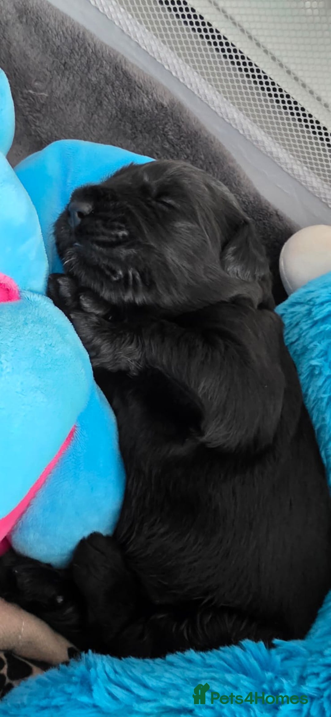 Russian Black Terrier dogs for sale: Russian Black Terrier  - Image 8