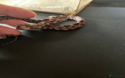 Corn Snake reptiles for sale: Tessera het lavender cornsnakes - Image 3