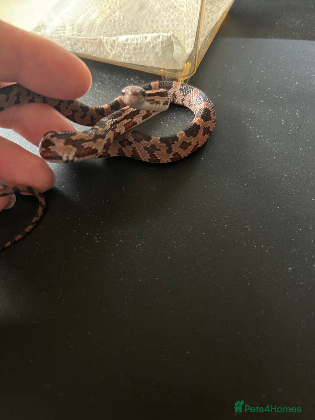 Corn Snake reptiles for sale: Tessera het lavender cornsnakes - Image 3
