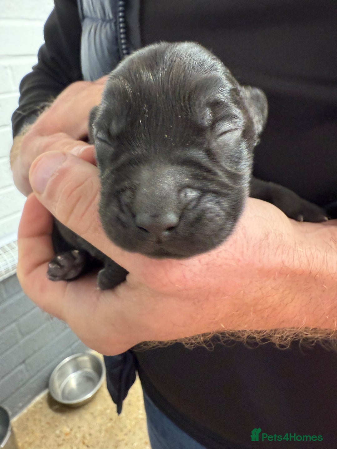 Labrador Retriever dogs for sale: KC Registered Labrador Puppies - Advert 9