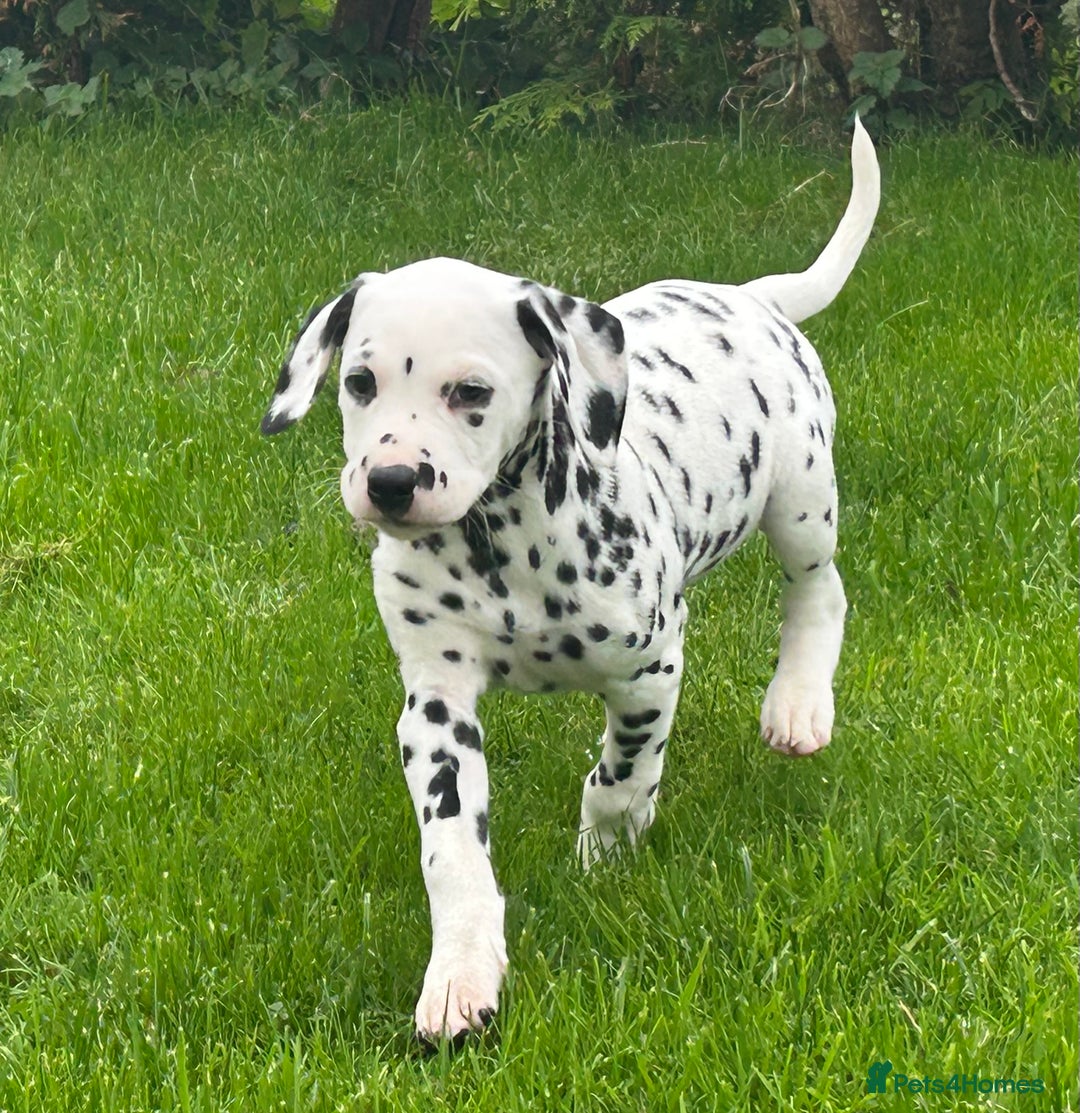 Dalmatian Puppies for sale Pets4Homes