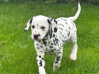 Dalmatian dogs - Advert 1