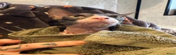Sphynx cats for sale: Our beloved sphynx siblings  - Advert 7