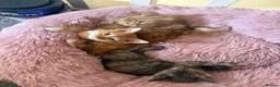 Mixed Breed cats for sale: Kittens for sale  - Advert 8