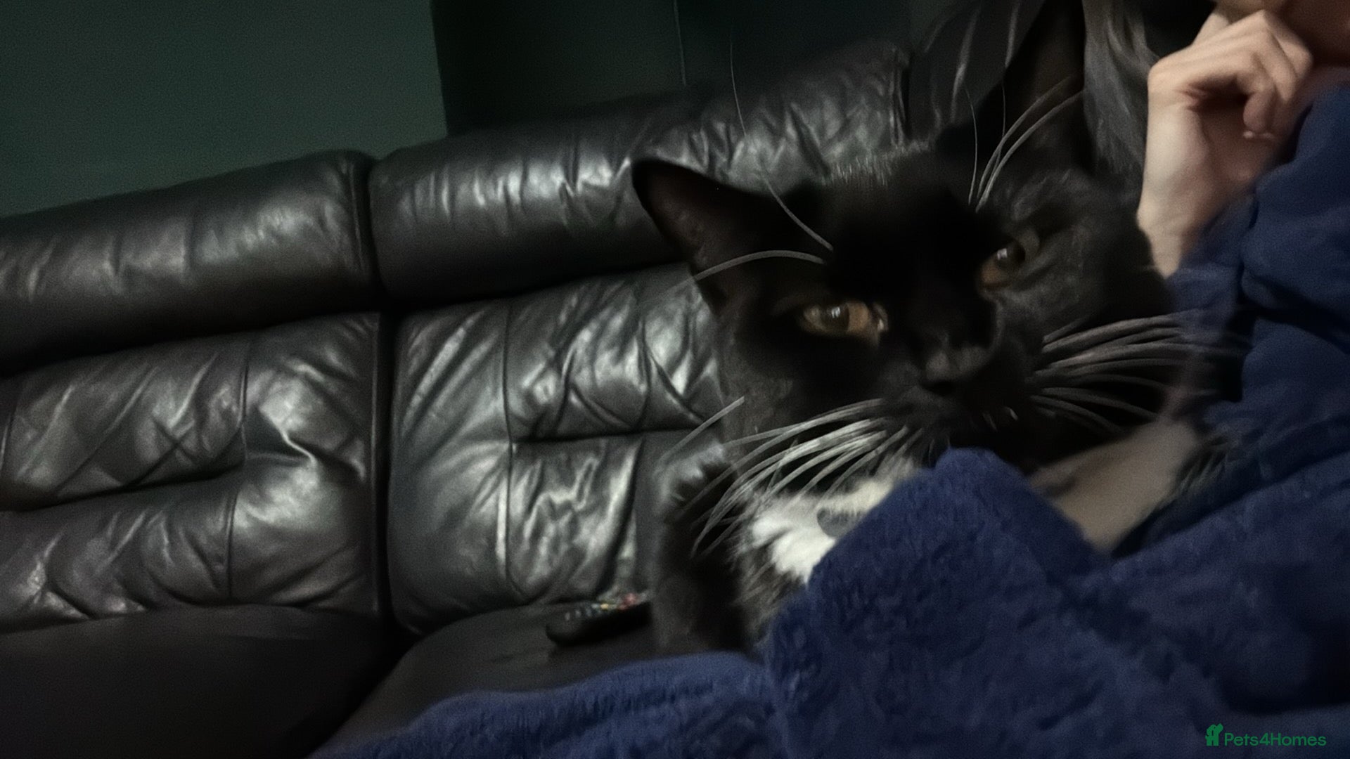 Mixed Breed cats Nala 2 years old female - Advert 3