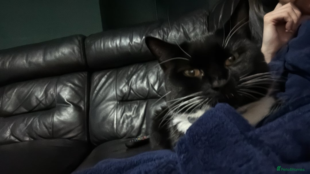 Mixed Breed cats for sale: Nala 2 years old female - Advert 1