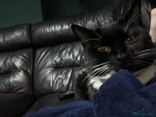 Mixed Breed cats Nala 2 years old female - Advert 2